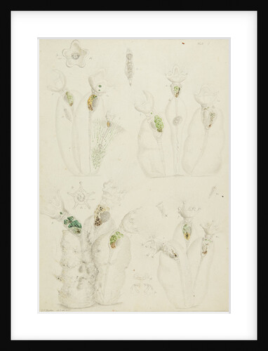 Collotheca rotifers by Charles Thomas Hudson