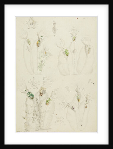 Collotheca rotifers by Charles Thomas Hudson