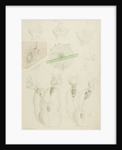 Collotheca rotifers by Charles Thomas Hudson