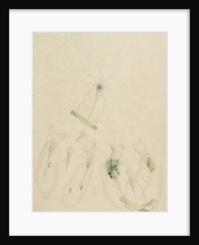Collotheca rotifers by Charles Thomas Hudson