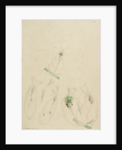 Collotheca rotifers by Charles Thomas Hudson