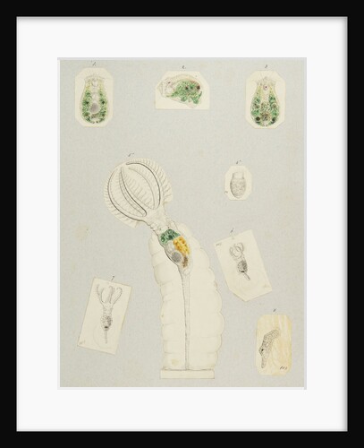 Rotifera by Charles Thomas Hudson