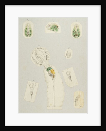 Rotifera by Charles Thomas Hudson
