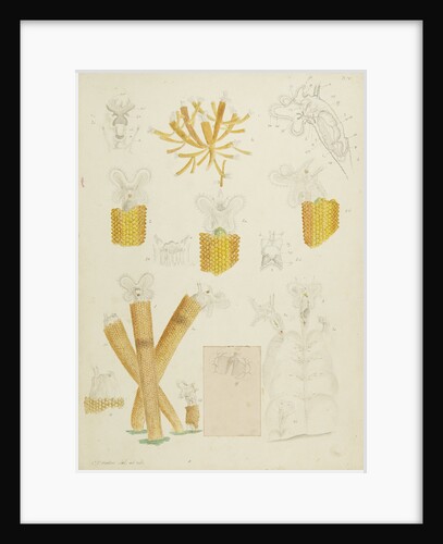 Floscularia rotifers by Charles Thomas Hudson