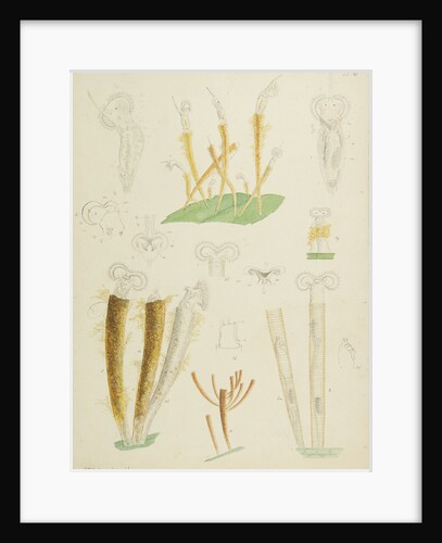Límnias rotifers by Charles Thomas Hudson
