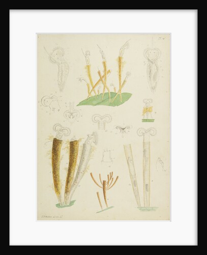 Límnias rotifers by Charles Thomas Hudson