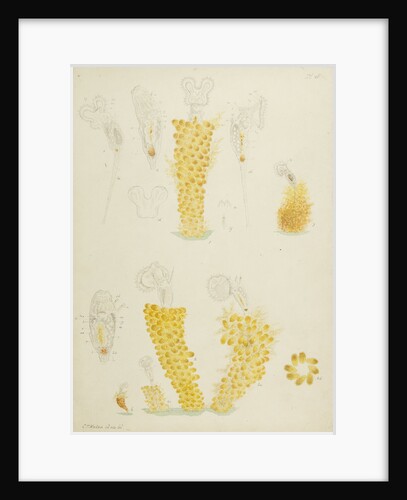 Ptygura rotifers by Charles Thomas Hudson