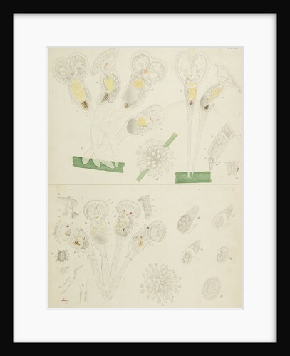 Rotifer by Charles Thomas Hudson