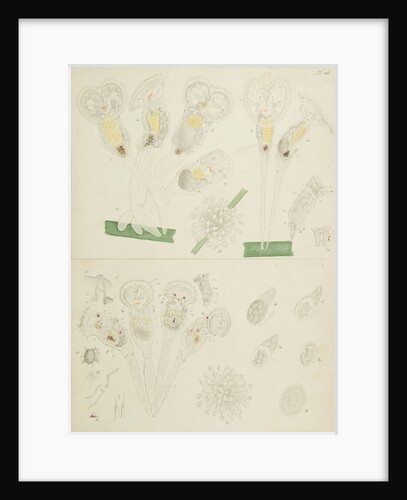 Rotifer by Charles Thomas Hudson