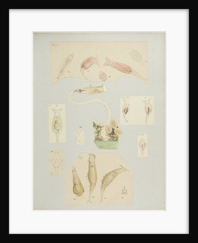 Philodína rotifers by Charles Thomas Hudson