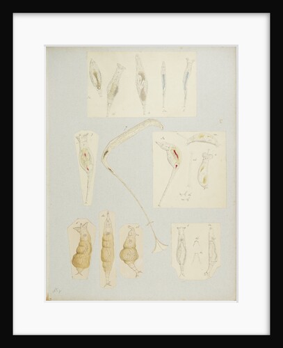 Rotifer by Charles Thomas Hudson