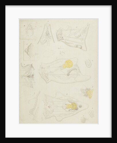 Rotifer by Charles Thomas Hudson