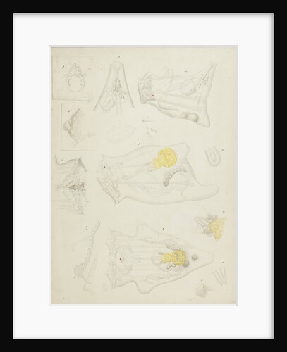 Rotifer by Charles Thomas Hudson