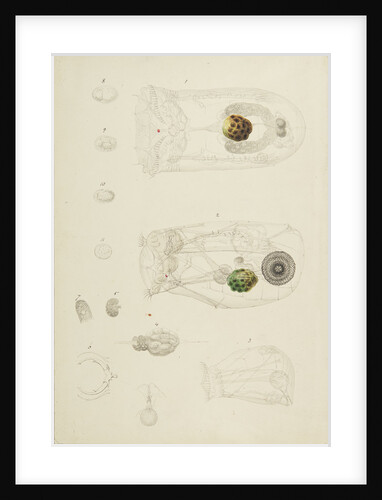 Rotifer by Charles Thomas Hudson