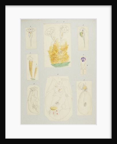 Rotifer by Charles Thomas Hudson