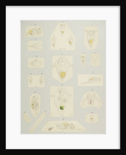 Rotifer by Charles Thomas Hudson