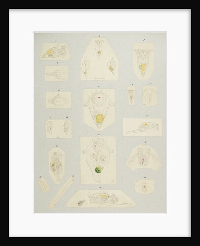 Rotifer by Charles Thomas Hudson