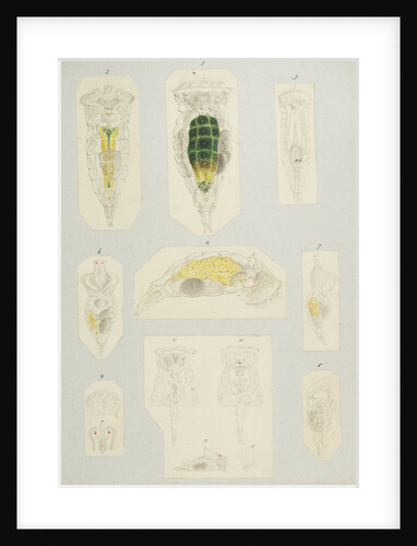 Rotifer by Charles Thomas Hudson