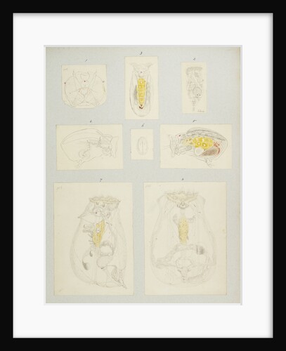Rotifer by Charles Thomas Hudson