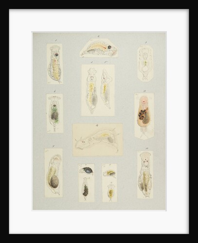 Rotifer by Charles Thomas Hudson