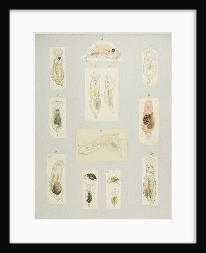 Rotifer by Charles Thomas Hudson
