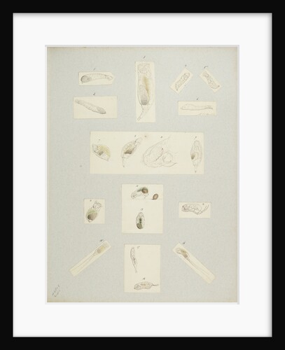 Rotifer by Charles Thomas Hudson