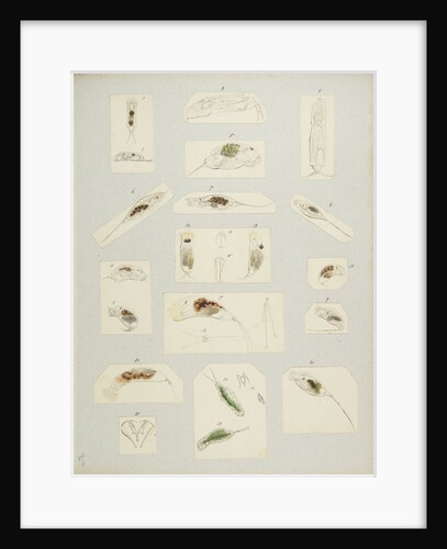 Rotifer by Charles Thomas Hudson