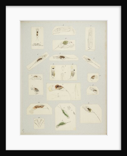 Rotifer by Charles Thomas Hudson