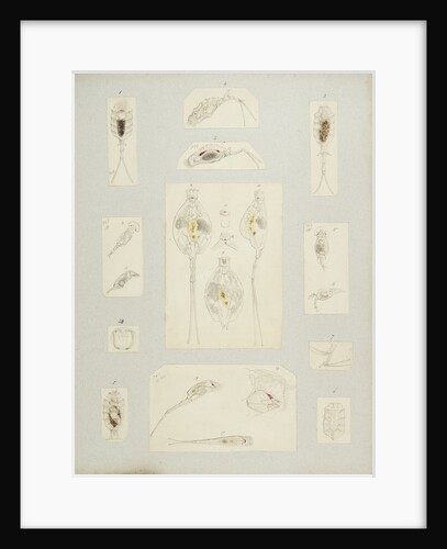 Rotifer by Charles Thomas Hudson