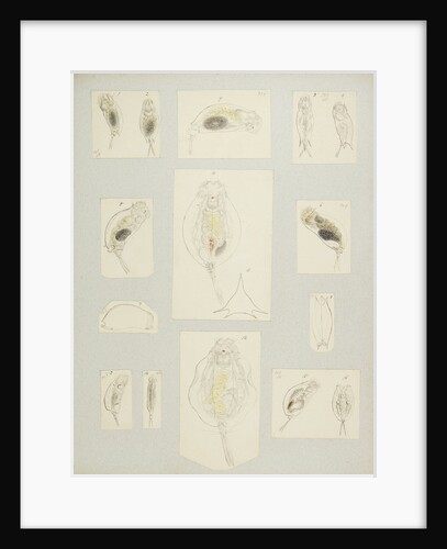 Rotifer by Charles Thomas Hudson