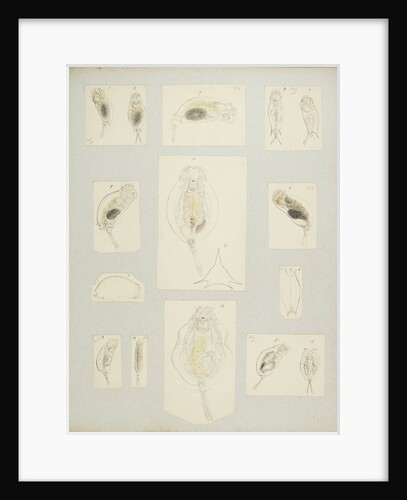 Rotifer by Charles Thomas Hudson