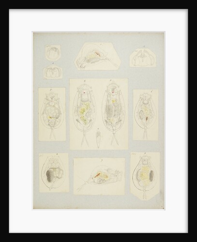 Rotifer by Charles Thomas Hudson