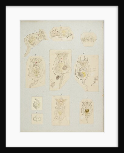 Rotifer by Charles Thomas Hudson