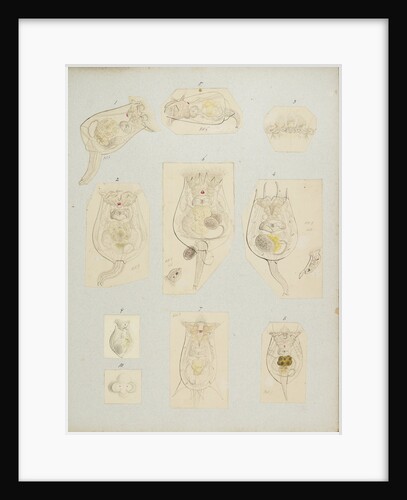 Rotifer by Charles Thomas Hudson