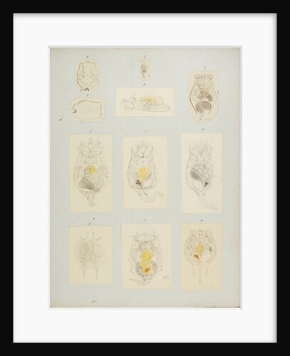 Rotifer by Charles Thomas Hudson