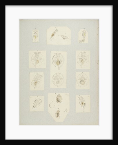 Rotifer by Charles Thomas Hudson
