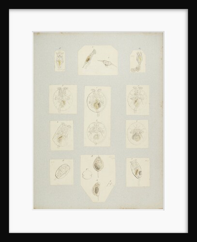 Rotifer by Charles Thomas Hudson