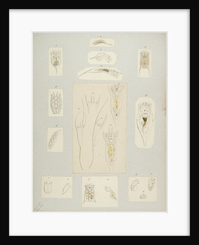 Rotifer by Charles Thomas Hudson