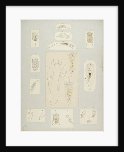 Rotifer by Charles Thomas Hudson