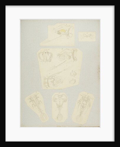 Rotifer by Charles Thomas Hudson