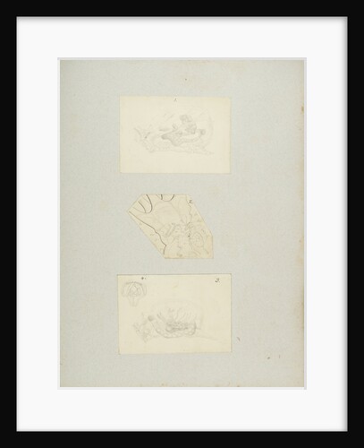 Rotifer by Charles Thomas Hudson