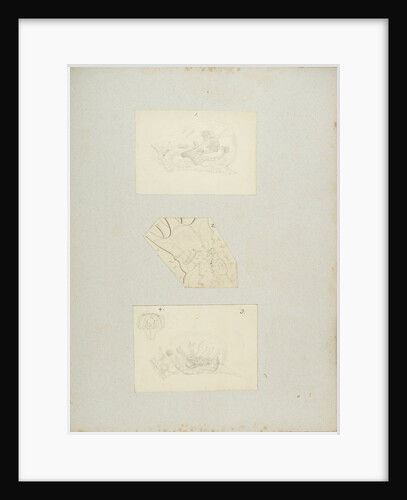Rotifer by Charles Thomas Hudson