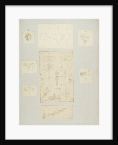 Rotifer by Charles Thomas Hudson