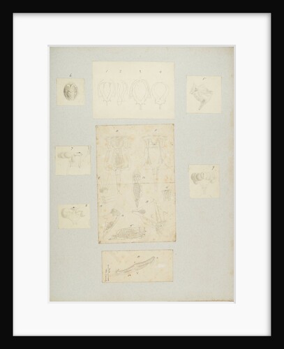 Rotifer by Charles Thomas Hudson
