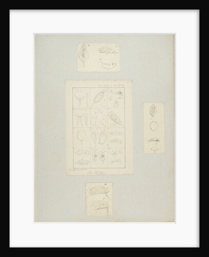 Rotifer by Charles Thomas Hudson