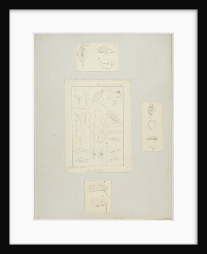 Rotifer by Charles Thomas Hudson