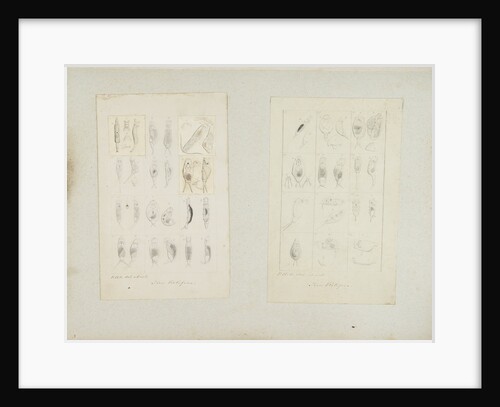 Rotifer by Philip Henry Gosse