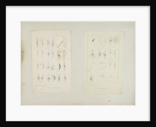 Rotifer by Philip Henry Gosse