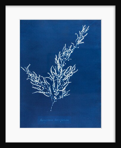 Sargassum bacciferum by Anna Atkins