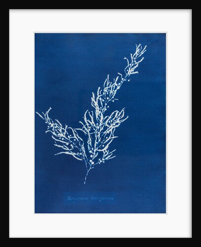 Sargassum bacciferum by Anna Atkins
